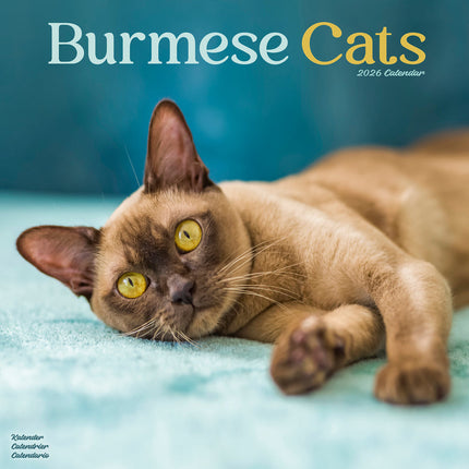 Avonside Burmees Kalender 2026