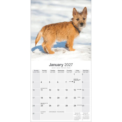 Avonside Cairn Terrier Kalender 2027