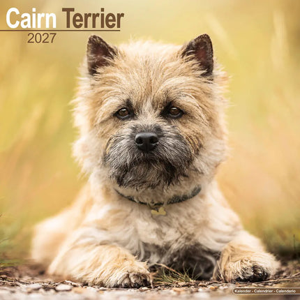Avonside Cairn Terrier Kalender 2027