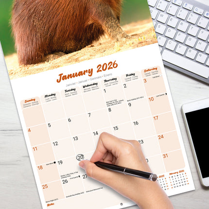 Avonside Capybara Kalender 2026