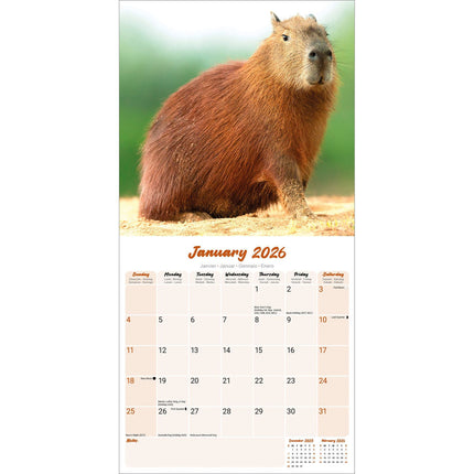 Avonside Capybara Kalender 2026
