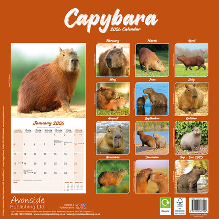 Avonside Capybara Kalender 2026