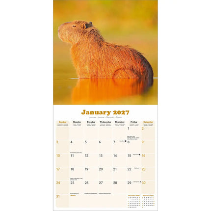 Avonside Capybara Kalender 2027