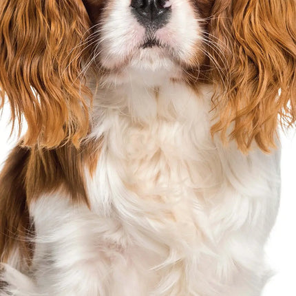 Avonside Cavalier King Charles Spaniel Kalender 2027 Slimline