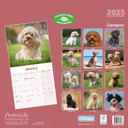 Avonside Cavapoo Kalender 2025