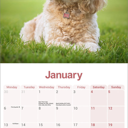 Avonside Cavapoo Kalender 2025