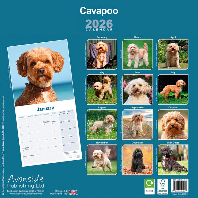 Avonside Cavapoo Kalender 2026