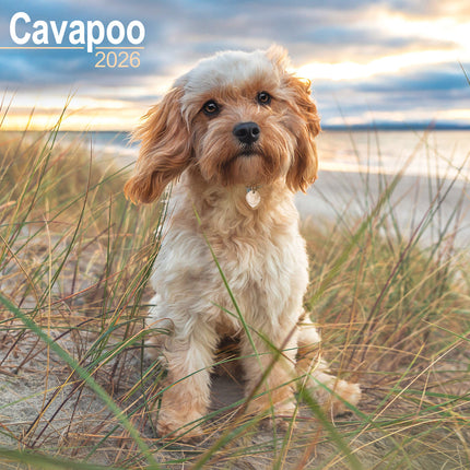 Avonside Cavapoo Kalender 2026