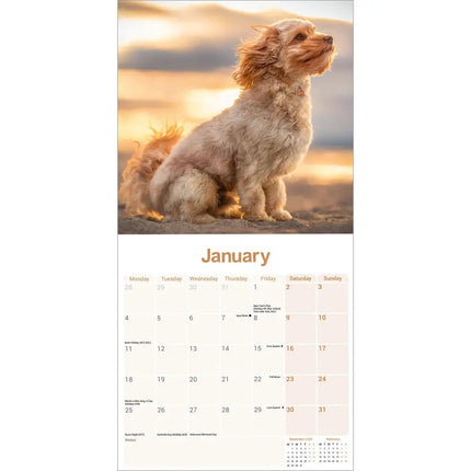 Avonside Cavapoo Kalender 2027
