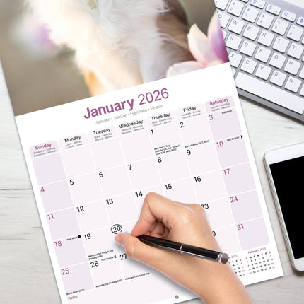 Avonside Chihuahua Kalender 2026