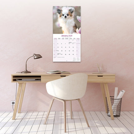 Avonside Chihuahua Kalender 2026