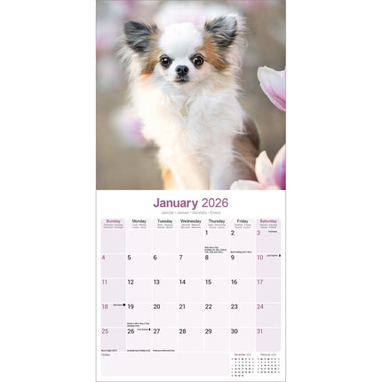 Avonside Chihuahua Kalender 2026