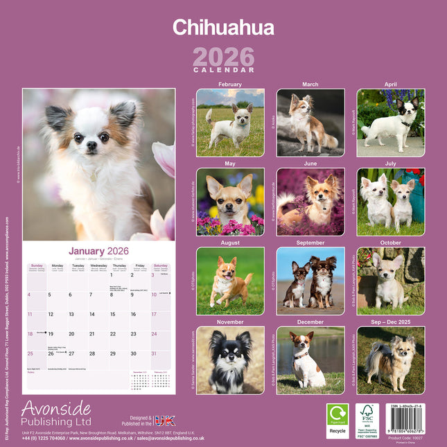 Avonside Chihuahua Kalender 2026