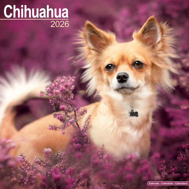 Avonside Chihuahua Kalender 2026