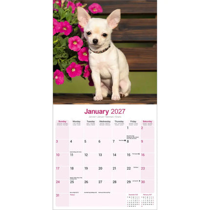 Avonside Chihuahua Kalender 2027