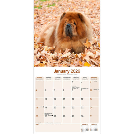 Avonside Chow Chow Kalender 2026