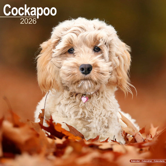 Avonside Cockapoo Kalender 2026