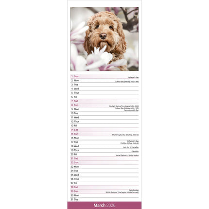 Avonside Cockapoo Kalender 2026 Slimline