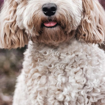 Avonside Cockapoo Kalender 2026 Slimline