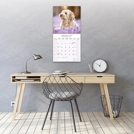 Avonside Cockapoo Kalender 2027