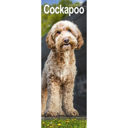 Avonside Cockapoo Kalender 2027 Slimline