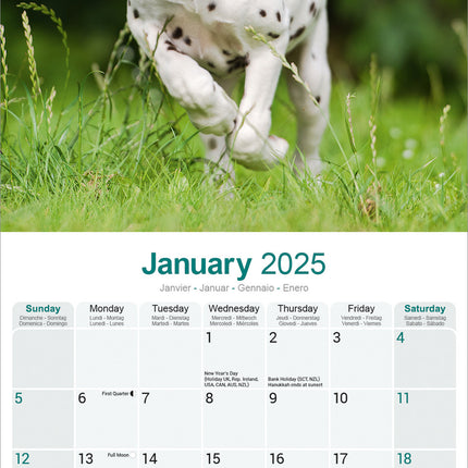 Avonside Dalmatier Kalender 2025