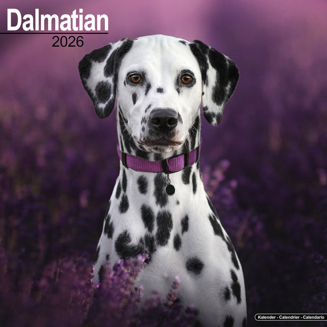 Avonside Dalmatier Kalender 2026