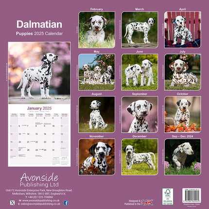 Avonside Dalmatier Kalender Puppies 2025
