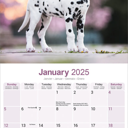 Avonside Dalmatier Kalender Puppies 2025