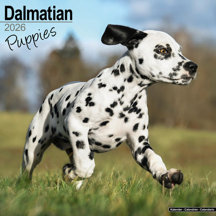 Avonside Dalmatier Puppies Kalender 2026