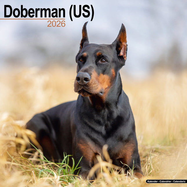Avonside Dobermann Kalender 2026