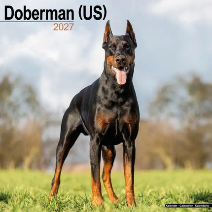 Avonside Dobermann Kalender 2027