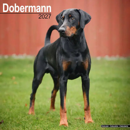 Avonside Dobermann Kalender 2027
