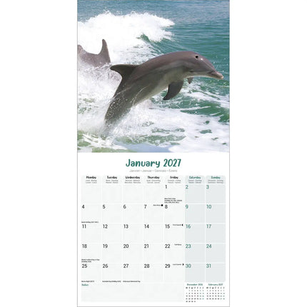 Avonside Dolfijnen Kalender 2027