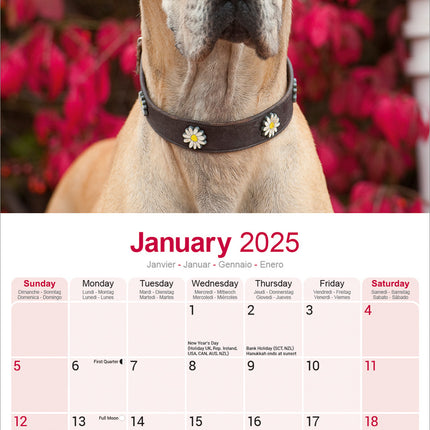 Avonside Duitse Dog Kalender 2025 (euro)