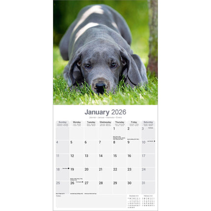 Avonside Duitse Dog Kalender 2026