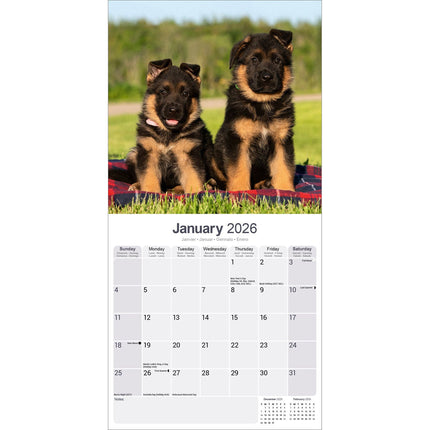 Avonside Duitse Herder Kalender 2026