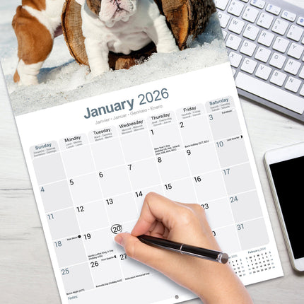 Avonside Engelse Bulldog Kalender 2026