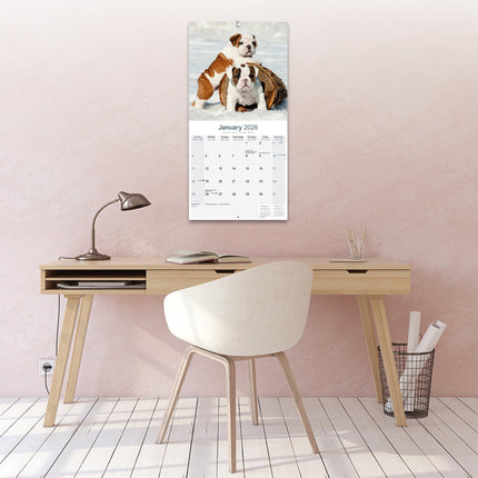 Avonside Engelse Bulldog Kalender 2026