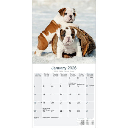 Avonside Engelse Bulldog Kalender 2026