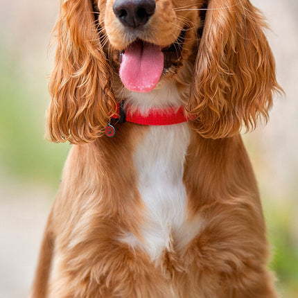 Avonside Engelse Cocker Spaniel Kalender 2025 Slimline