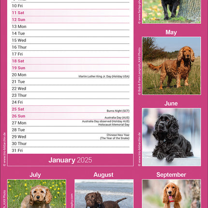 Avonside Engelse Cocker Spaniel Kalender 2025 Slimline