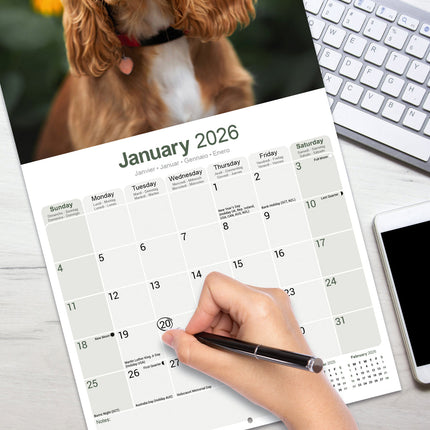 Avonside Engelse Cocker Spaniel Kalender 2026