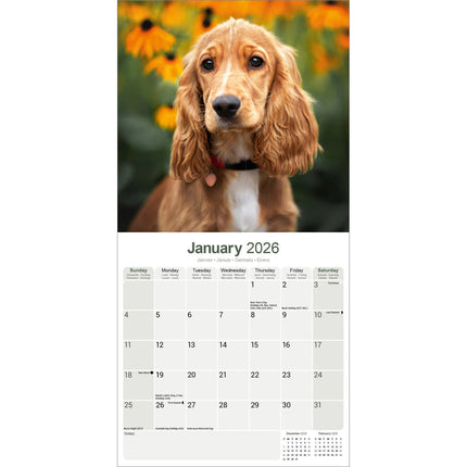 Avonside Engelse Cocker Spaniel Kalender 2026