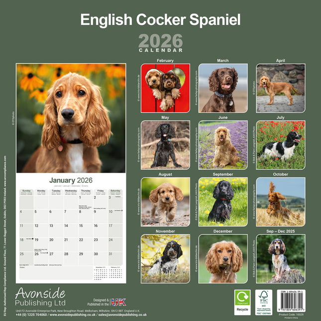 Avonside Engelse Cocker Spaniel Kalender 2026