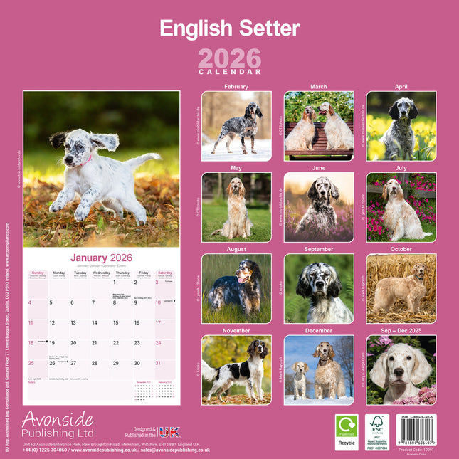 Avonside Engelse Setter Kalender 2026
