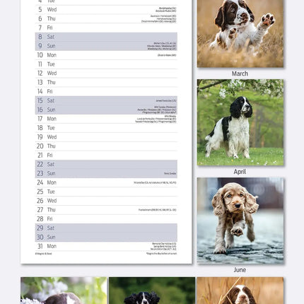 Avonside Engelse Springer Spaniel Kalender 2026 Slimline
