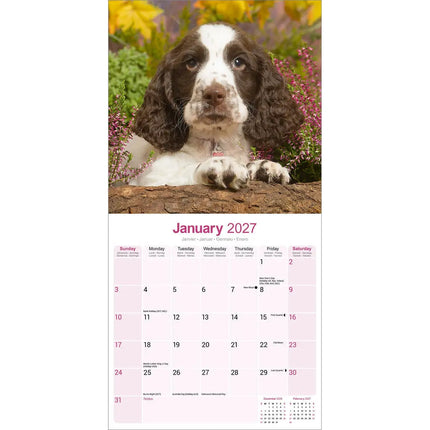 Avonside Engelse Springer Spaniel Kalender 2027