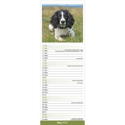 Avonside Engelse Springer Spaniel Kalender 2027 Slimline