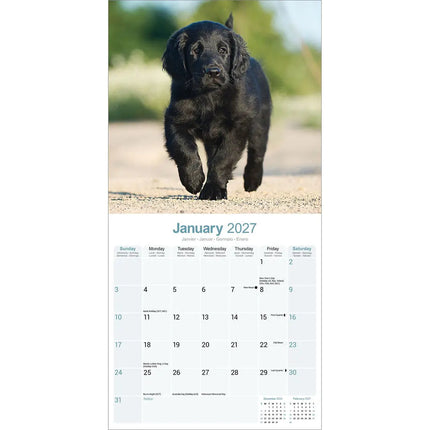 Avonside Flatcoated Retriever Kalender 2027